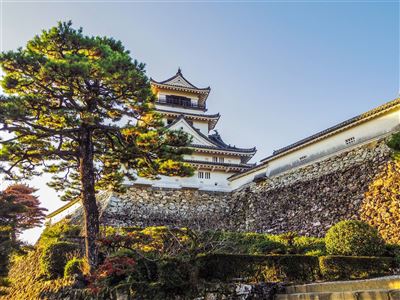 Kochi Castle mit Kiefer im Vordergrund